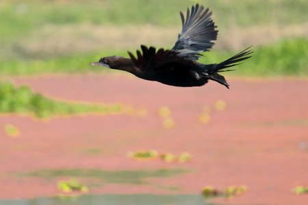 a little cormorant (microcarbo niger) is taking a flight over chupi lake or chupir char in purbasthali bird sanctuary near kolkata in west bengal, indiaの写真素材