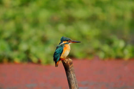 a breeding plumage male common kingfisher or river kingfisher (alcedo atthis) is sitting on a branch at chupi lake or chupir char in purbasthali bird sanctuary near kolkata, west bengal, indiaの写真素材