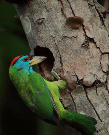 blue throated barbet (psilopogon asiaticus) in breeding plumage in summertime, west bengal in indiaの写真素材