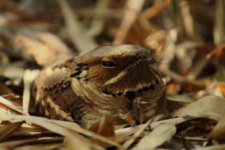 close up view of large tailed nightjar (caprimulgus macrurus) in tropical forest in indiaの写真素材
