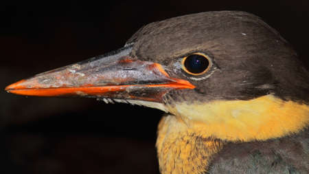 close up view of juvenile stork billed kingfisher (pelargopsis capensis), countryside of west bengal in indiaの写真素材