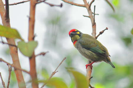 beautiful male coppersmith barbet or crimson breasted barbet (psilopogon haemacephalus or megalaima...