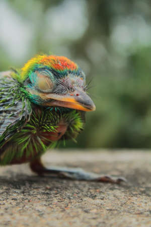 close up of a cute blue throated barbet chick (psilopogon asiaticus or megalaima asiatica)の写真素材