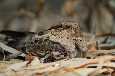 close up view of large tailed nightjar (caprimulgus macrurus) in tropical forest in indiaの写真素材