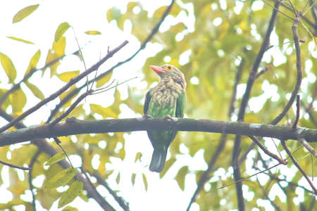 a lineated barbet (psilopogon lineatus or megalaima lineata) in breeding time, sundarbans delta, west bengal in indiaの写真素材