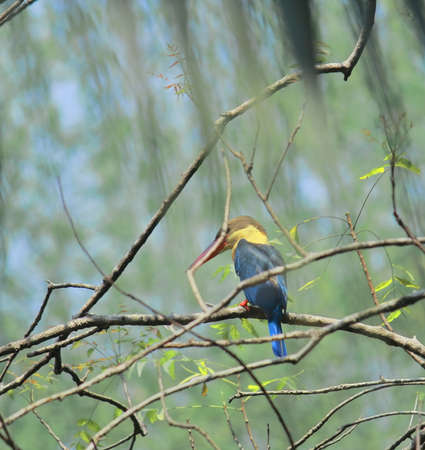 beautiful juvenile stork billed kingfisher (pelargopsis capensis) in sundarbans delta, west bengal, indiaの写真素材