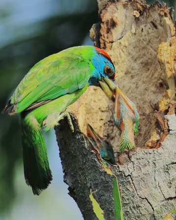 Blue throated barbet feeding chicks on the treeの写真素材