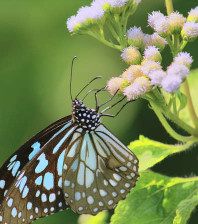 tirumala limniace or blue tiger butterfly is collecting nectars from flower and helps to pollination