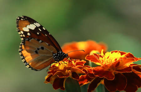 beautiful female plain tiger or african monarch or african queen butterfly (danaus chrysippus) is...
