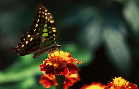 graphium agamemnon or tailed jay butterfly is collecting nectars from flower and helps to pollinationの写真素材