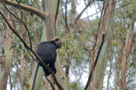 threatened and endemic nilgiri langur (semnopithecus johnii) is sitting on a tree branch in bandipur national park, karnataka in indiaの写真素材