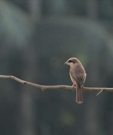 brown shrike (lanius cristatus) perching on a branchの写真素材