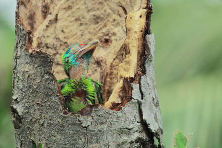 beautiful blue throated barbet (psilopogon asiaticus) chick in the nest, tropical rainforest in indiaの写真素材