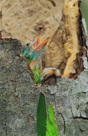 beautiful blue throated barbet (psilopogon asiaticus) chick in the nest, tropical rainforest in indiaの写真素材