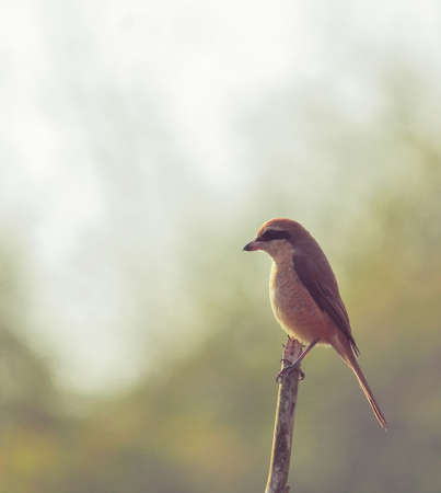 brown shrike (lanius cristatus) perching on a branchの写真素材