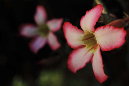 pink color adenium flowers are blooming in springtimeの写真素材