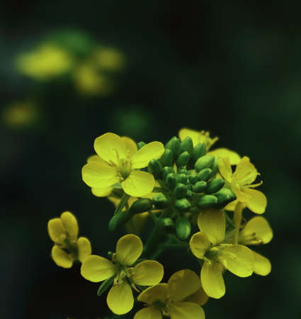 mustard flowers are blooming in the field in summertimeの写真素材