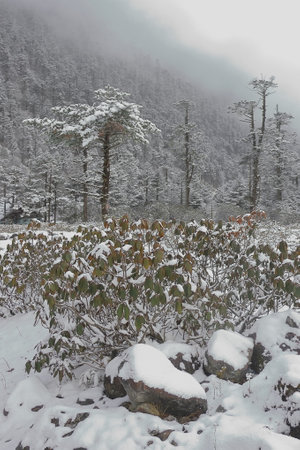 frost and snow covered alpine forest on himalayan foothills in winter season, yumthang valley in north sikkim, indiaの写真素材
