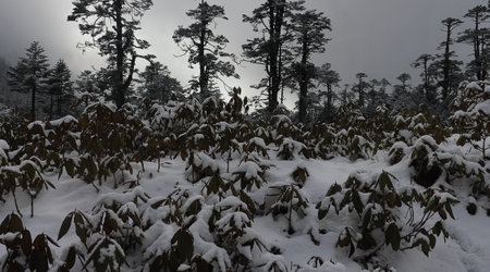frost and snow covered alpine forest on himalayan foothills in winter season, yumthang valley in north sikkim, indiaの写真素材
