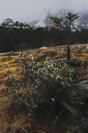 snowcapped himalaya mountains, alpine landscape and wilderness of rhododendron sanctuary in autumn season near yumthang valley in north sikkim, indiaの写真素材