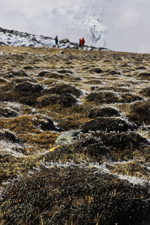 beautiful hiking trail, through the scenic alpine valley and surrounded by high himalayan snowcapped peak, zero point in north sikkim, indiaの写真素材