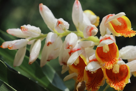 cardamom (badi elaichi) flowers blooming in spring, beautiful exotic flowers are looks like orchid, cardamom traditionally used as a medicinal plantの写真素材