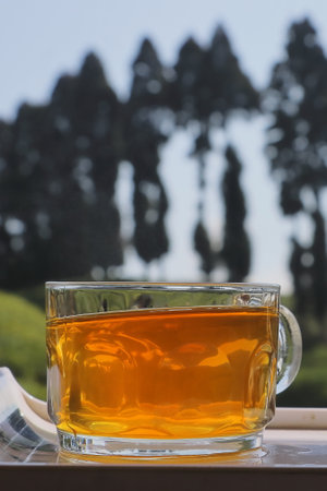 a cup of famous darjeeling tea, pine trees and tea garden in the background, darjeeling in west bengal in indiaの写真素材