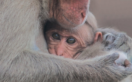 family of bonnet macaque, (macaca radiata) also known as zati, is a species of macaque endemic to southern indiaの写真素材