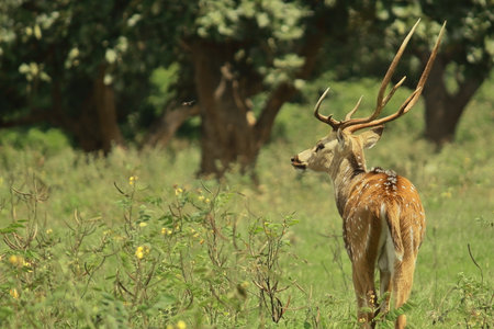 cheetal or chital deer or spotted deer (axis axis) in bandipur national park in karnataka in indiaの写真素材