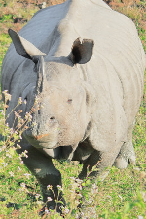 close up of a male indian one horned rhinoceros (rhinoceros unicornis) in kaziranga national park in assam, indiaの写真素材