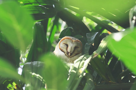 cute faced barn owl (tyto alba) perching on a branch, summertime of Indian tropical rainforestの写真素材