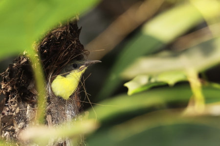 juvenile purple sunbird (cinnyris asiaticus) in the nest in a indian tropical rainforest, cute bird chick in the wildの写真素材