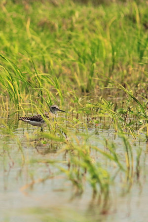 a wood sandpiper (tringa glareola) in a wetland, gangetic delta region of west bengal in indiaの写真素材