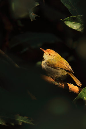 the common tailorbird (orthotomus sutorius) is sitting on branch at chintamoni kar bird sanctuary in kolkata, indiaの写真素材