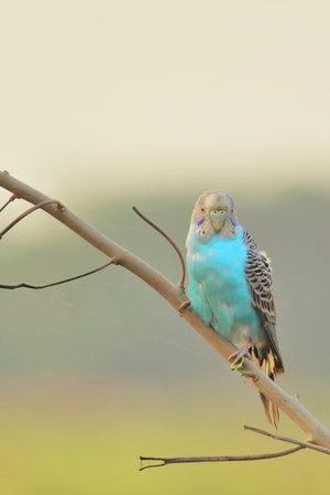 the blue budgerigar parakeet (melopsittacus undulatus) is sitting on a branch