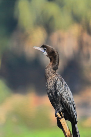 a little cormorant ( microcarbo niger ) perched on a branch, in chupir char or purbasthali bird sanctuary, west bengal, indiaの写真素材