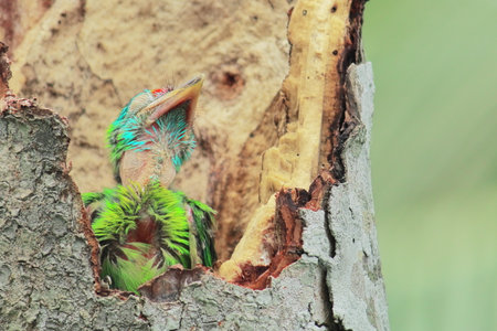 sub adult blue throated barbet or blue throated barbet chick (psilopogon asiaticus) sitting in its nest, at a park in kolkata, west bengal, indiaの写真素材