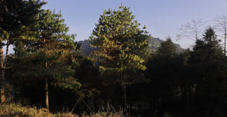 wilderness of senchal wildlife sanctuary, the coniferous evergreen forest is located on himalayan foothills near darjeeling in west bengal, indiaの写真素材