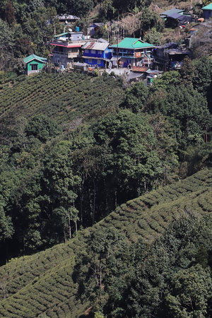 lush green mountain village and tea garden, located on himalayan foothills near darjeeling hill station in west bengal, indiaの写真素材