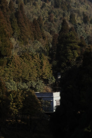 wilderness of senchal wildlife sanctuary, the coniferous evergreen forest is located on himalayan foothills near darjeeling in west bengal, indiaの写真素材