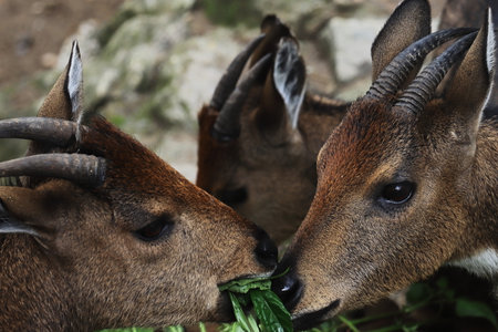 a herd of himalayan goral (naemorhedus goral) grazing in singalila national park located on himalayan foothills near darjeeling, west bengal, indiaの写真素材