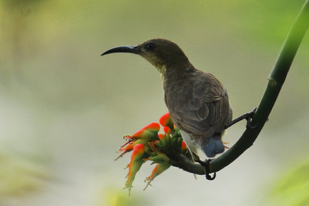 a female purple sunbird (cinnyris asiaticus) perching on tree branch, tropical forest in india in summertimeの写真素材