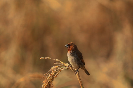 a beautiful nutmeg mannikin or scaly breasted munia or spice finch (lonchura punctulata) perching on a branch, countryside area of indiaの写真素材