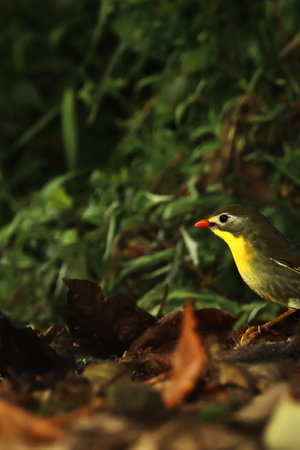 a beautiful red billed leiothrix (leiothrix lutea) sitting on forest-ground. the beautiful small bird is found himalayan foothills areaの写真素材