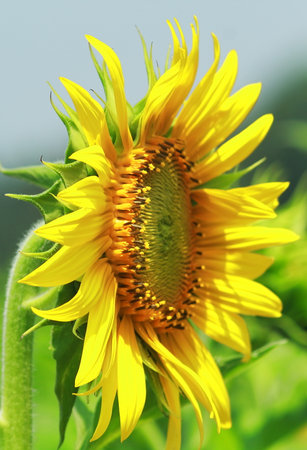 close up view of beautiful yellow  blooming sunflowers in summer season in the fieldの写真素材