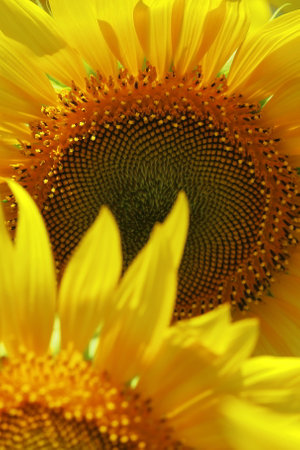 close up view of beautiful yellow  blooming sunflowers in summer season in the fieldの写真素材