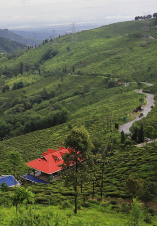 scenic view of lush green himalayan foothills, zig zag mountain road and tea plantation from tingling view point near darjeeling in west bengal, indiaの写真素材