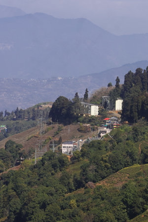 beautiful singamari tea estate and village near darjeeling hill station, located on himalayan...