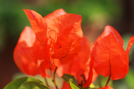 beautiful and colorful bougainvillea flowers are blooming in the garden in springtime, tropical flowering plants of indiaの写真素材