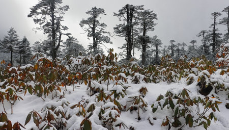 misty-snow covered alpine bushes and coniferous forest at yumthang valley near lachung, alpine valley surrounded by himalaya mountains, north sikkimの写真素材